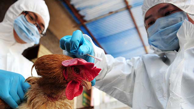 £247m: The cost of bird flu to the US poultry export market - Farmers ...