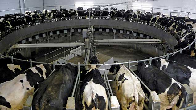 Behind the scenes at Ontario's biggest dairy farm - Farmers Weekly