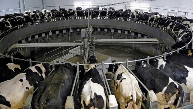 Behind The Scenes At Ontario s Biggest Dairy Farm Farmers Weekly