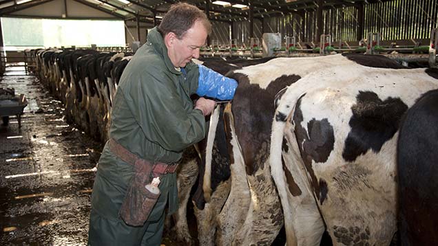 Genetic abnormality found to cause Holstein calf deaths - Farmers Weekly