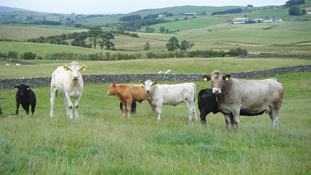 New feed mix helps beef farmer slash feed costs - Farmers Weekly