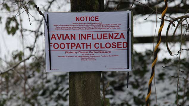 Bird Flu: Final Restrictions Lifted Following Lancashire Outbreak ...