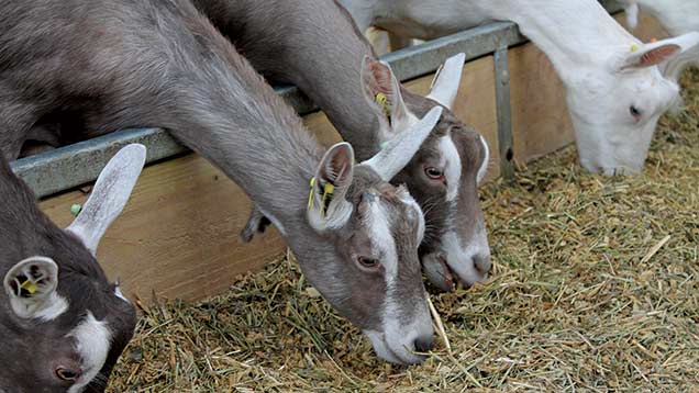 How to make a profit from milk – with goats - Farmers Weekly