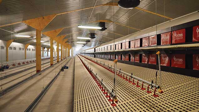 Poultry farm invests in top new broiler breeding sheds 