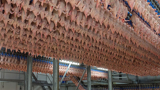 Cargill Meats Europe's air-chilling facility © Godfrey Pitt