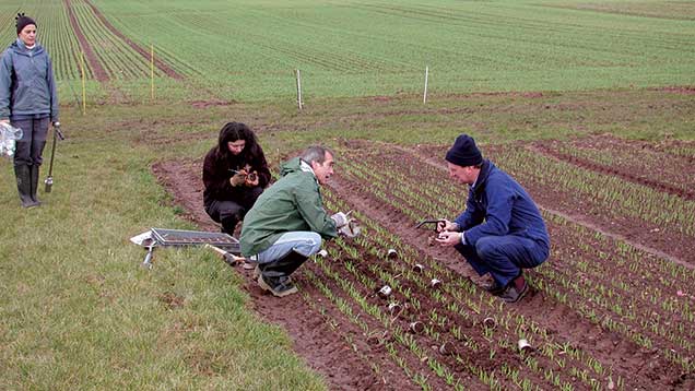 Blair McKenzie (right) and his team sample soil to assess root development.