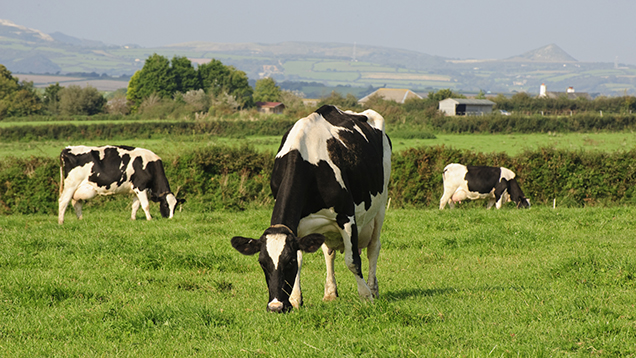 Vet Viewpoint Wet summer leads to spike in lungworm risk