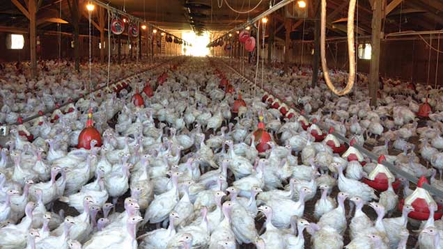 © Minnesota Turkey Growers Association