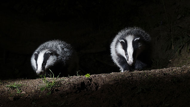 © FLPA/Mike Lane/Rex Shutterstock