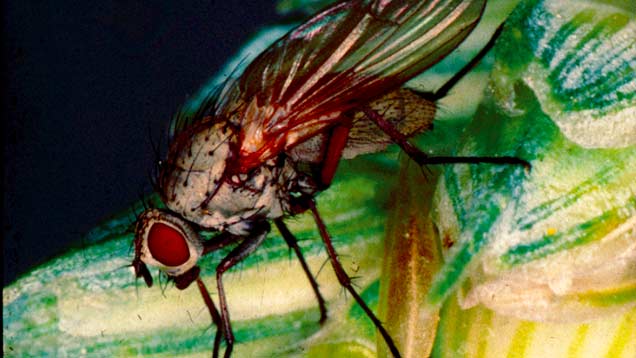 Wheat bulb fly