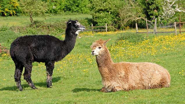 ©Nick Spurling/FLPA/Image Broker/Rex Shutterstock