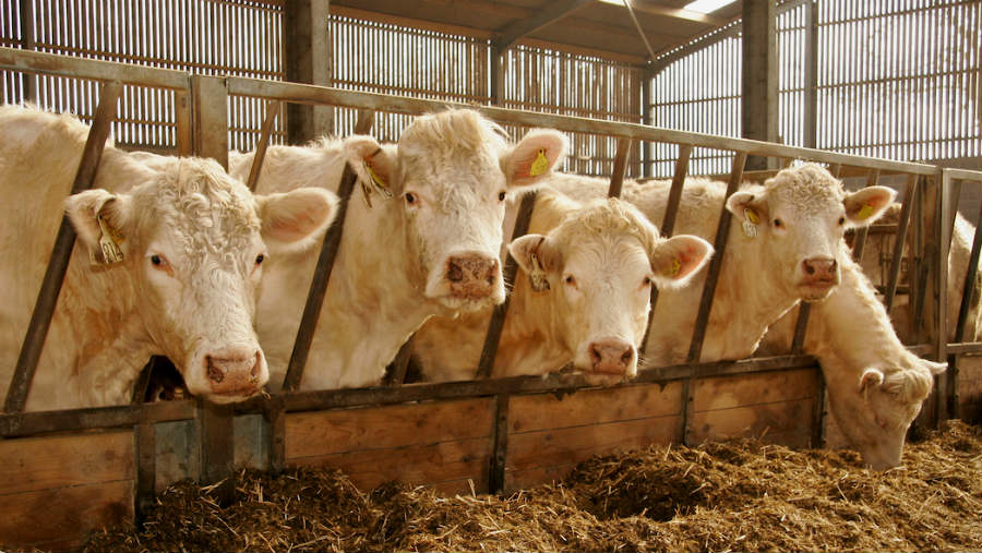 Winter housing: How to deal with lice in cattle - Farmers Weekly