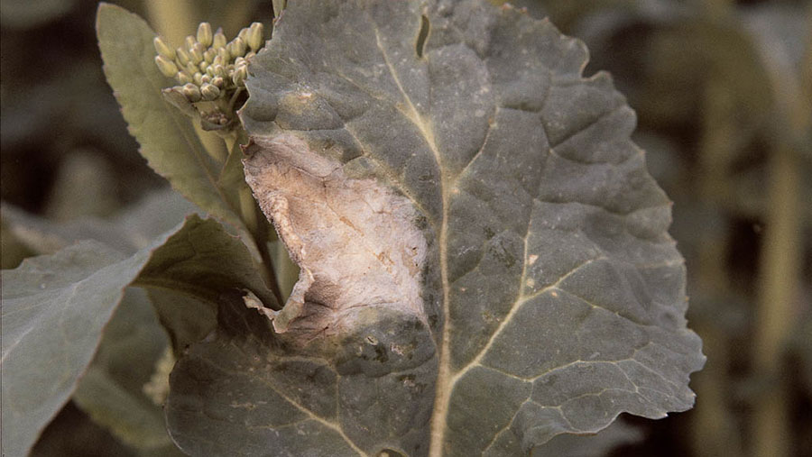 © Bayer CropScience