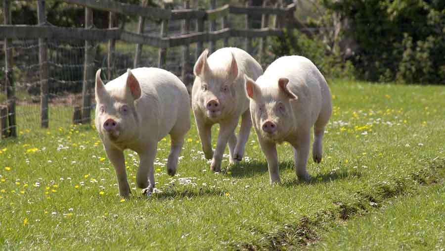 Five weird farm animal insurance claims revealed - Farmers Weekly