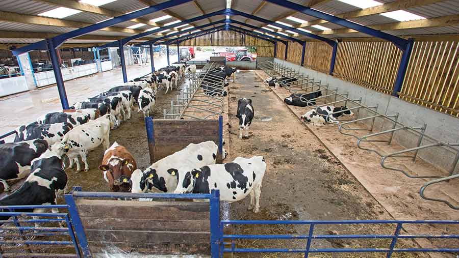 Guide to getting your dairy transition housing right Farmers Weekly