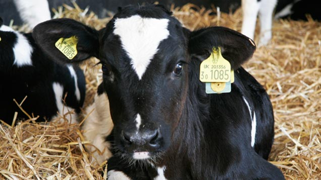 Dairy breeding tool could help prevent deadly genetic disease - Farmers ...