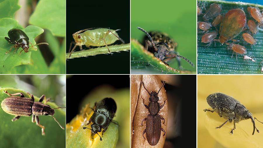 Types Of Pests In Agriculture