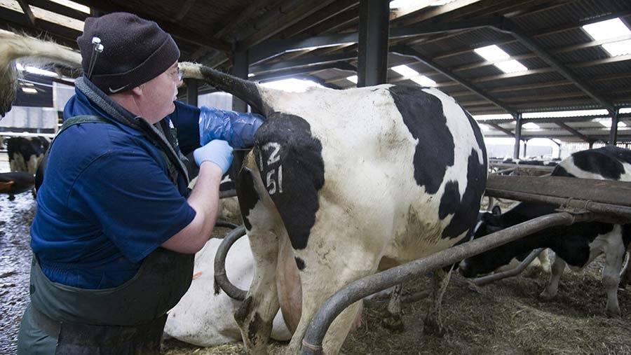 8 step Guide To Artificially Inseminating A Dairy Cow Farmers Weekly