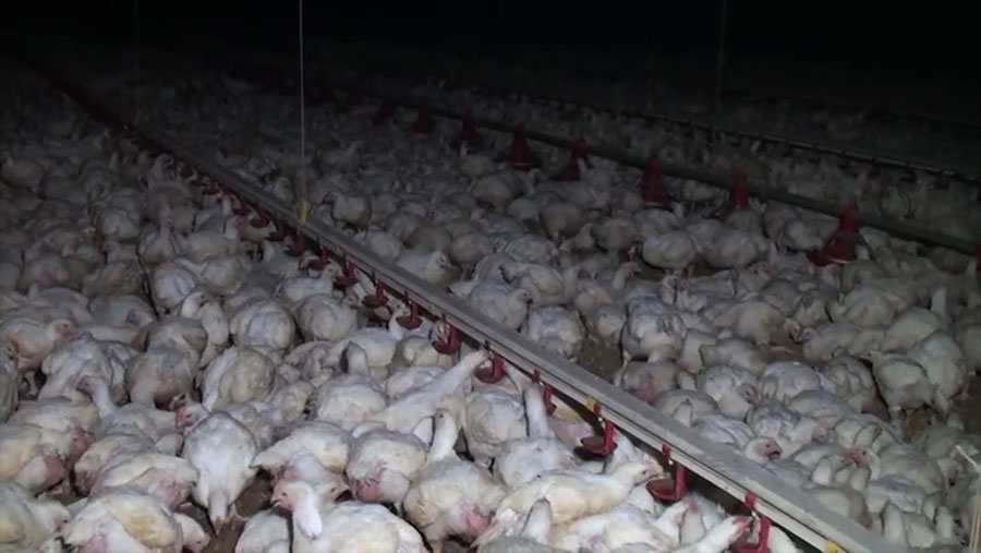 Still from the Animal Aid video.