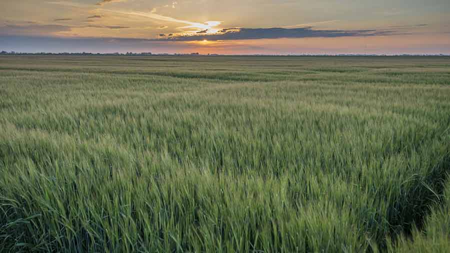Barley field near Anderby Creek, Lincolnshire © FLPA/John Eveson/REX Shutterstock