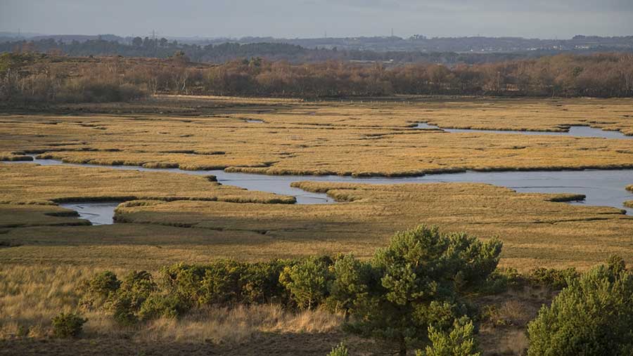 Poole Harbour, Dorset © Nicholas and Sherry Lu Aldridge/FLPA/imageBROKER/Rex Shutterstock