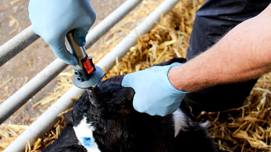 7 step Guide To Disbudding Calves Farmers Weekly