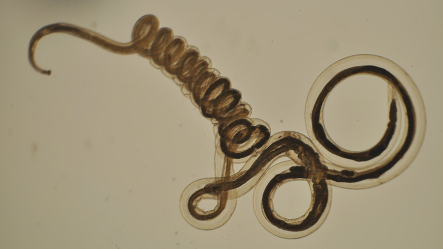 Nematodirus worm