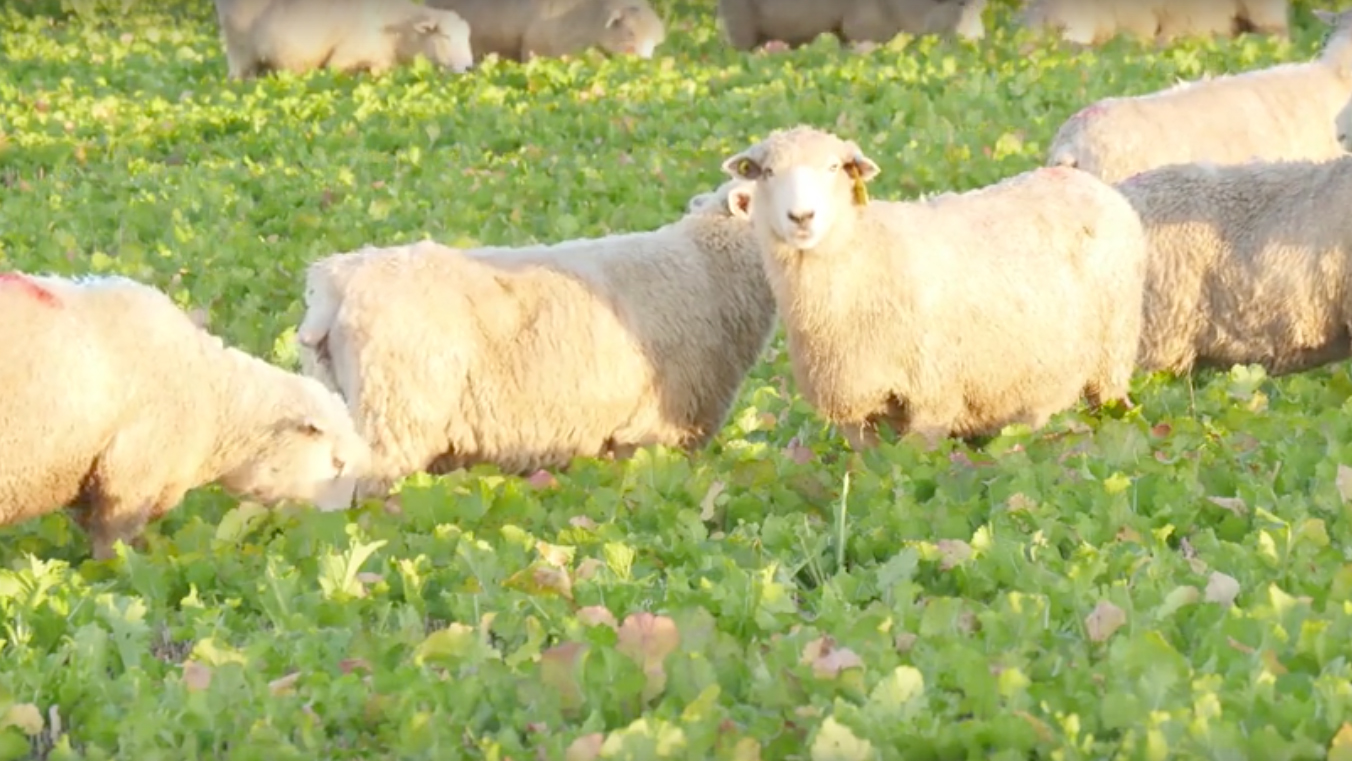 Video: Arable Farmer Introduces Livestock To Crop Rotation - Farmers Weekly