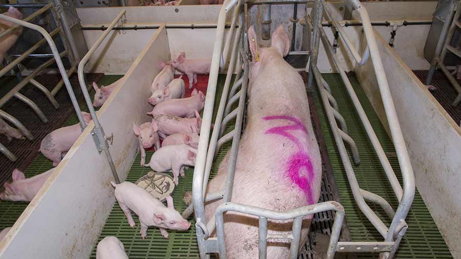 Pig Farrowing Creates Swine 