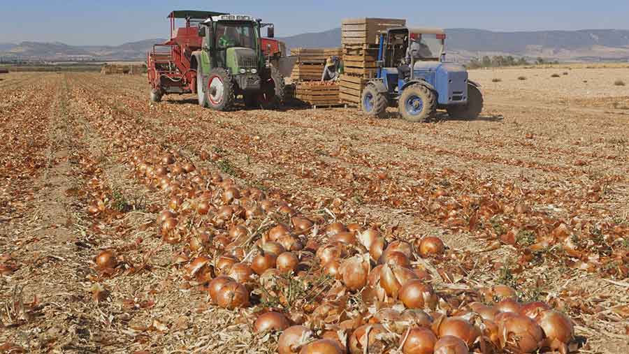 Gathering an onion crop in Spain © Design Pics Inc/Rex Shutterstock