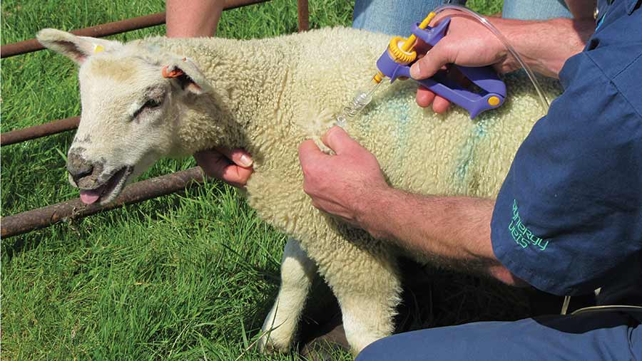 How to inject sheep and cattle without causing carcass damage - Farmers  Weekly