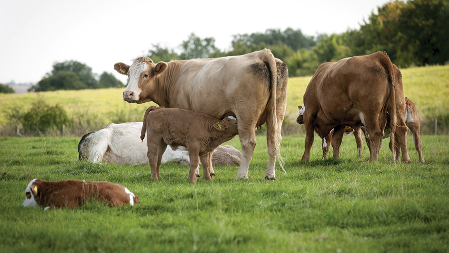 Beef focus farm: How to hit the top weaning weights - Farmers Weekly