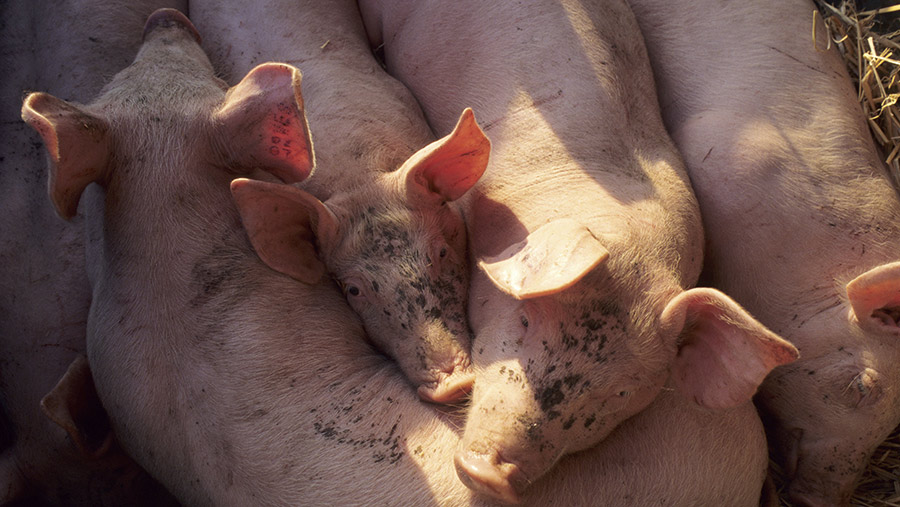 Pigs on a German Farm © Jochen Tack/ imageBROKER/REX/Shutterstock
