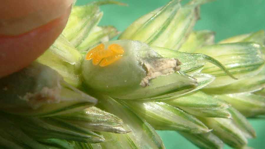 Orange-wheat-blossom-midge larvae