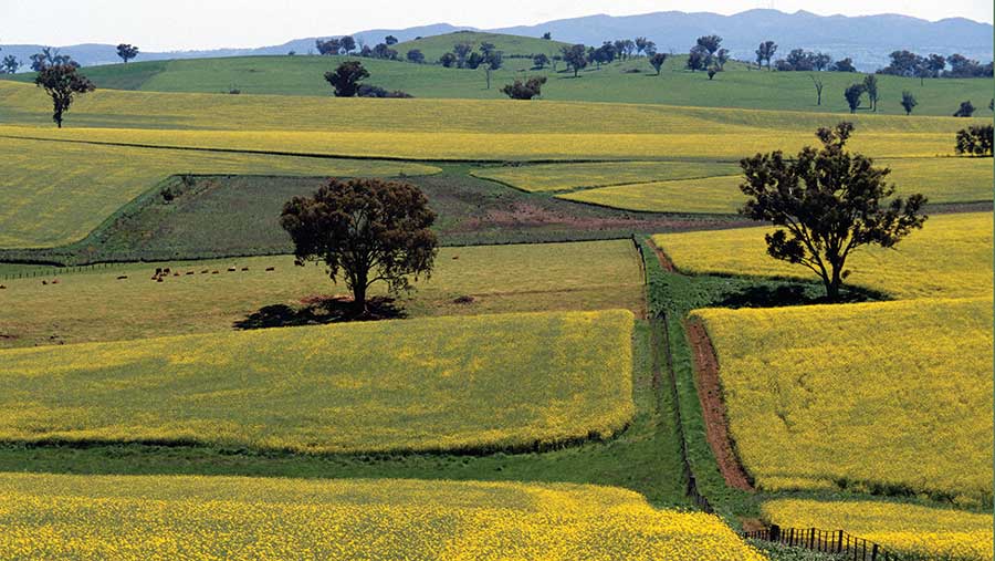 What you can learn from no-till farmers in Australia - Farmers Weekly