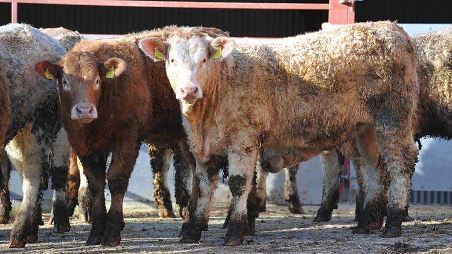 Richard Tudor's calves after weaning © Debbie James