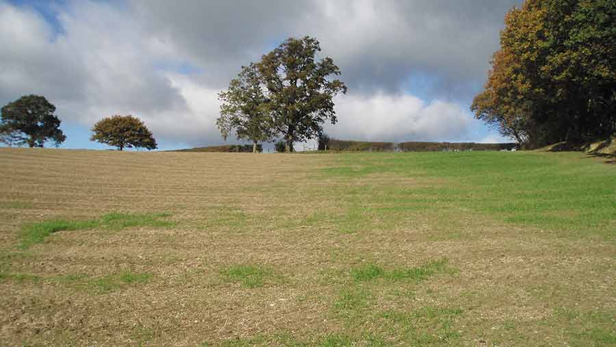 Fritfly damage in a grassland reseed