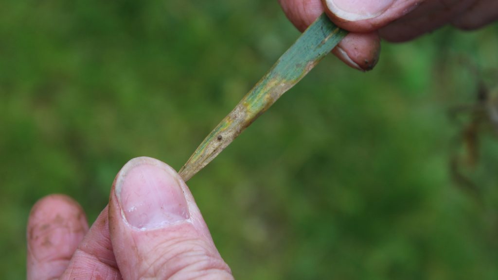 Septoria in wheat on Bedfordshire farm. Taken by Oli Hill