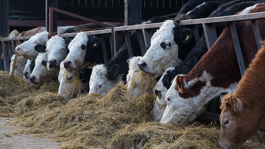 Be On The Lookout For Silage Eye Cattle Farmers Warned Farmers Weekly