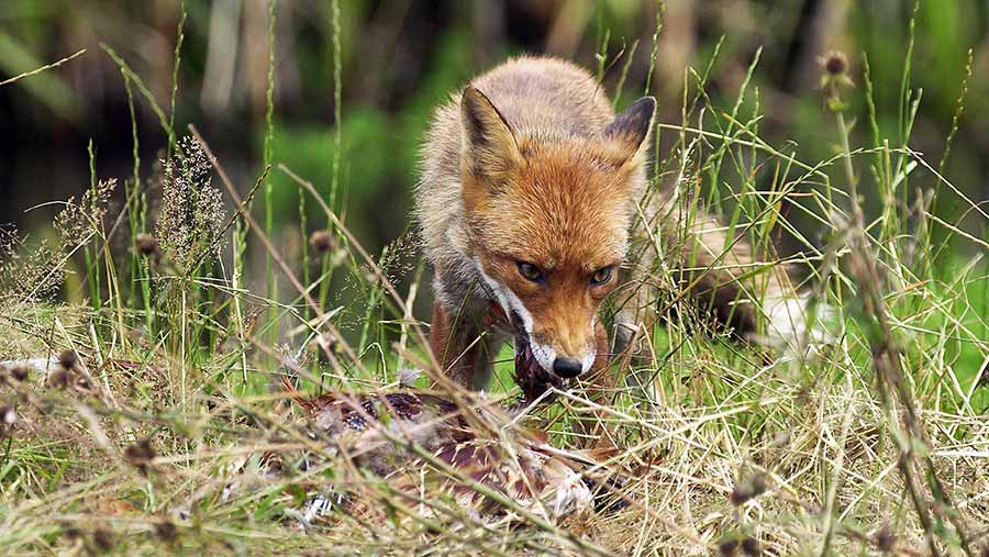 Sheep farmer shoots dead 10 foxes after losing 33 lambs Farmers Weekly