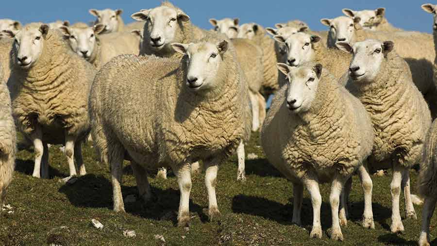 Switch to a closed flock brings health improvements for sheep