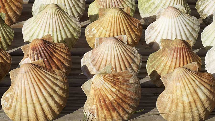 Devon farmer turning scallop shells into fertiliser to cut costs