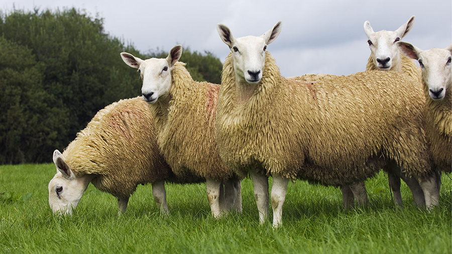 Text alert system launched to warn of livestock worrying - Farmers Weekly