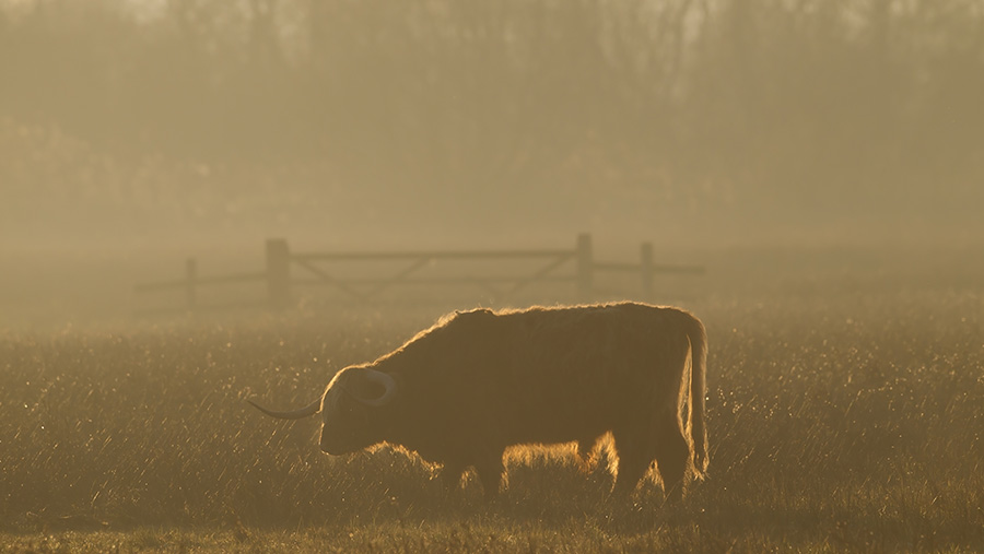 © FLPA/Roger Tidman/REX/Shutterstock