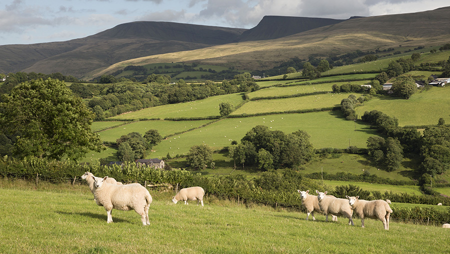 Welsh BPS farm subsidy system to stay at least until 2022 ...