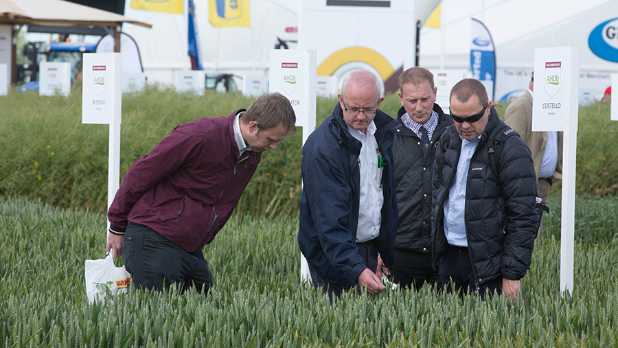 Growers checking out wheat at Cereals 2015 © Tim Scrivener