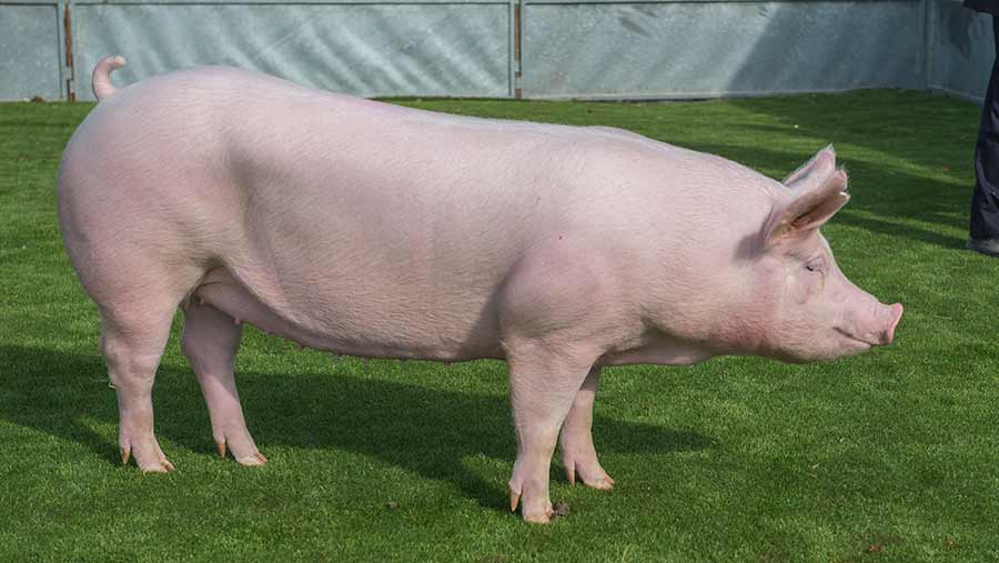 Taking Stock: Pig interbreed results from Balmoral Show - Farmers Weekly