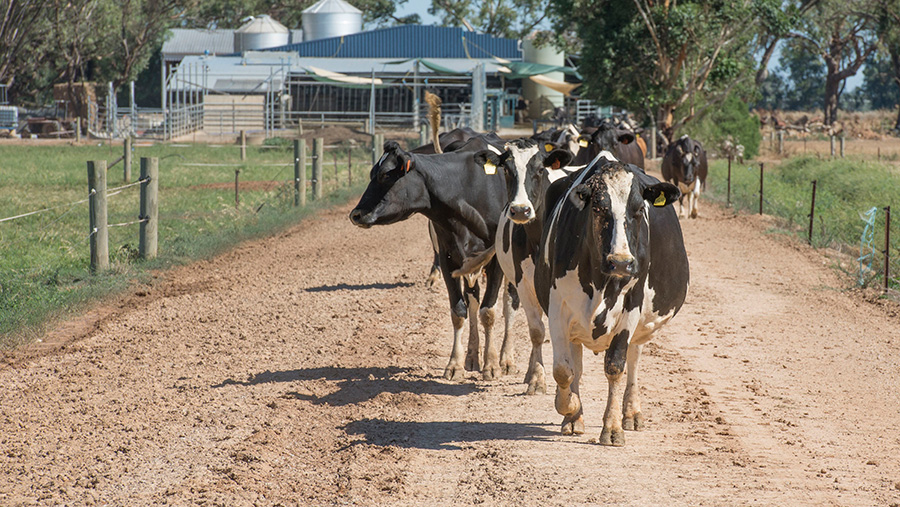 Crisis cash arrives for Australian dairy farmers - Farmers Weekly