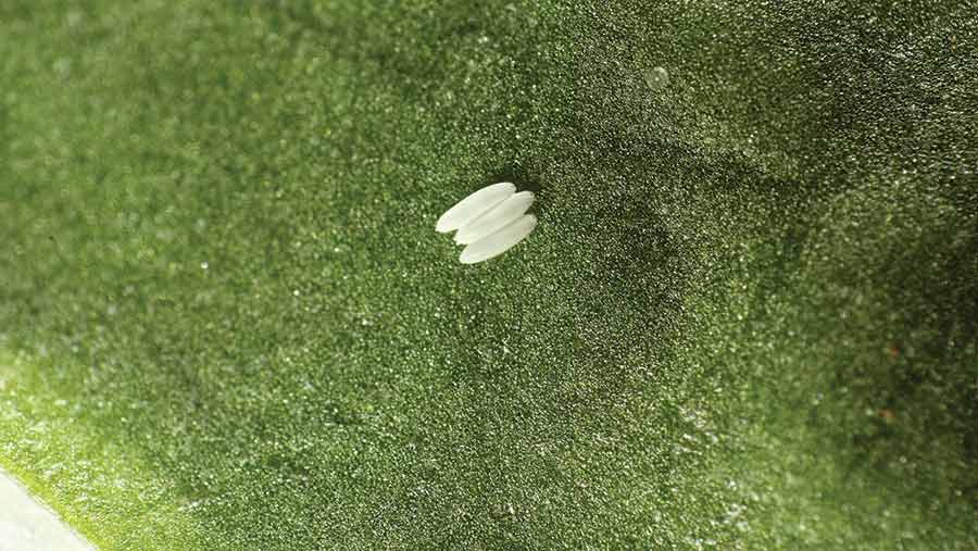 Mangold fly eggs are white, patterned and about 1mm long © Blackthorn Arable