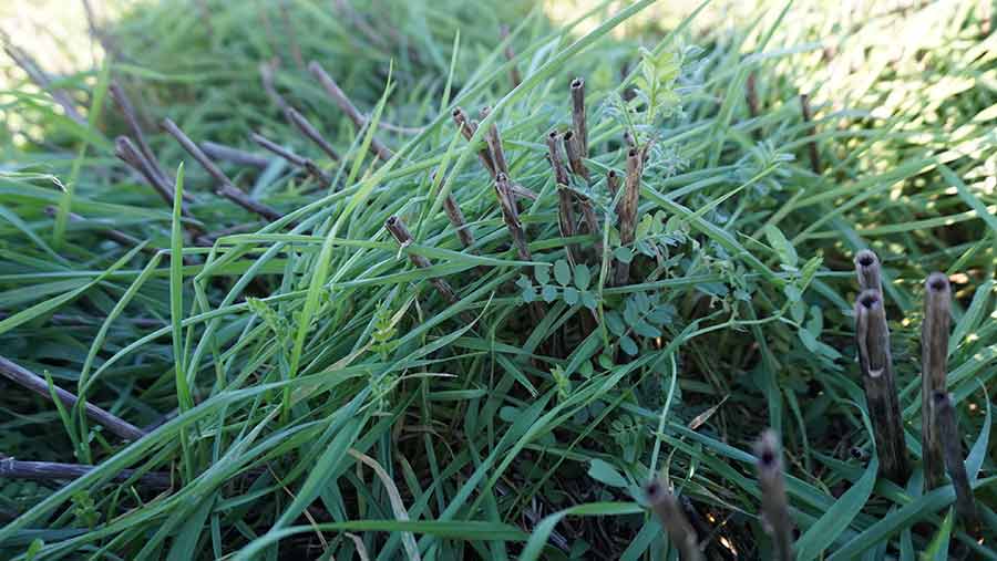 Vetch, grown as a cover crop